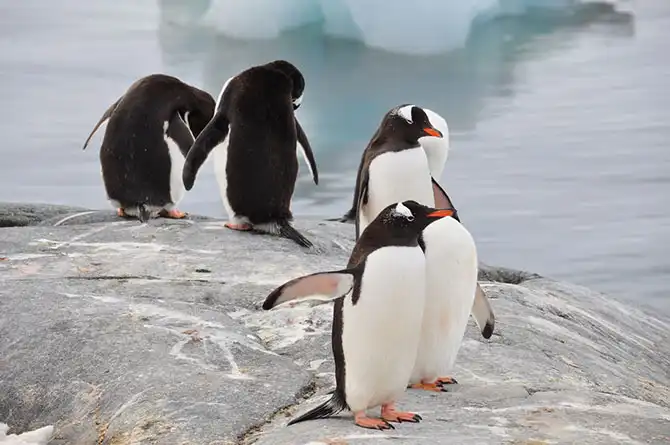 Путешествие в Антарктиду