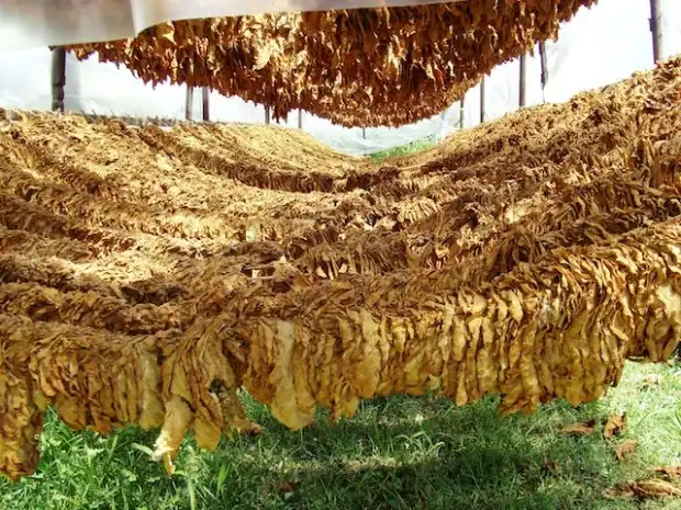 108 фактов о Македонии глазами украинки