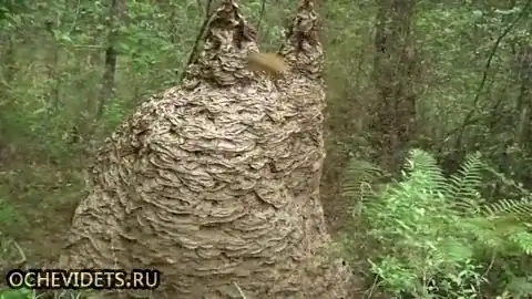 Вот это осинник…