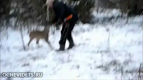 Храбрый оленёнок…