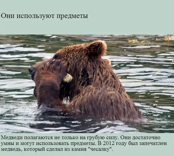 Интересно о медведях