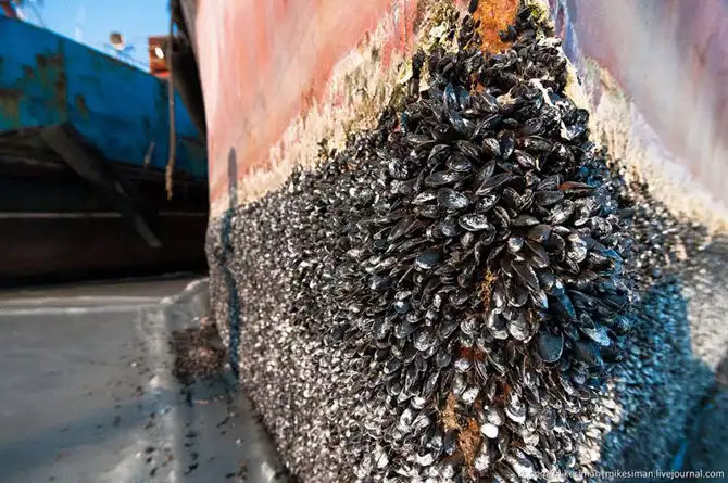 Остатки кладбища кораблей в бухте Труда