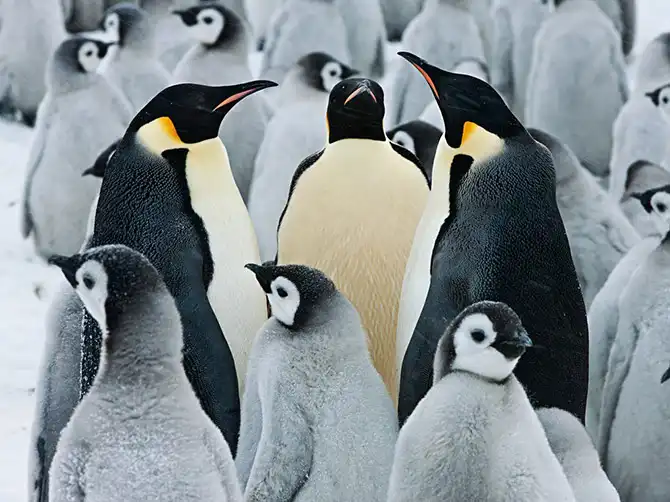 Лучшие фотографии National Geographic января 2014 года