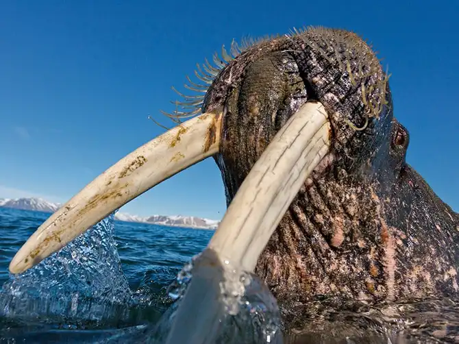 Лучшие фотографии National Geographic января 2014 года