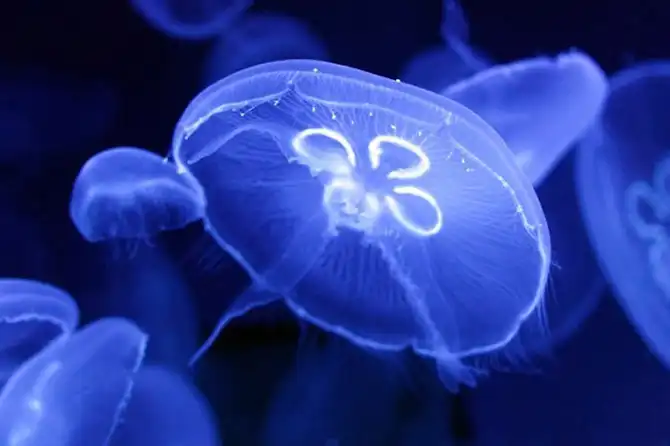 Удивительные факты о Южной Корее