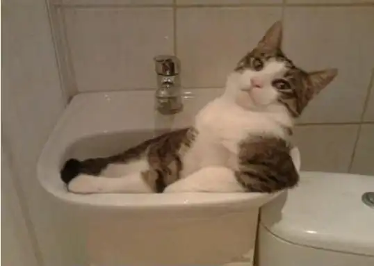 Котэ жидкость?