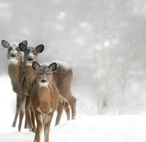 Соляночка =З