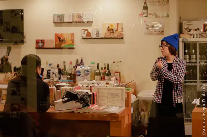 Как выглядит котокафе