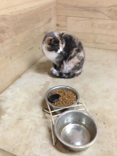 Эти забавные животные