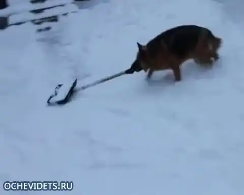 Четвероногий помощник