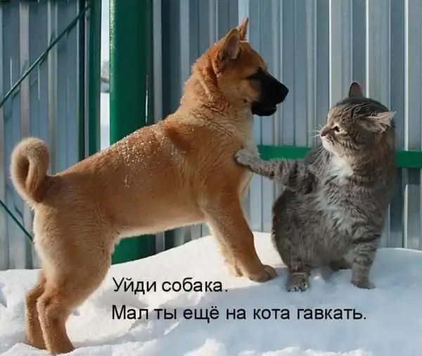 Собако-пост