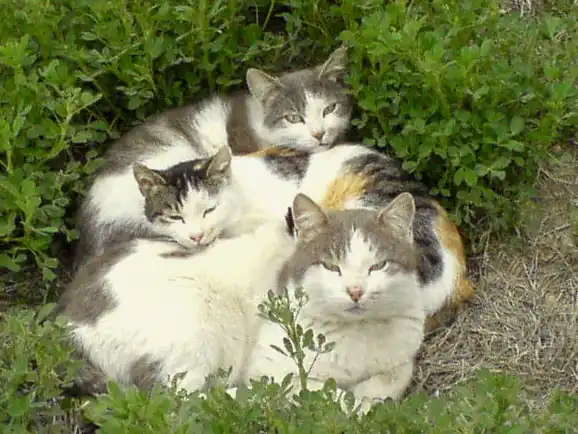 Дикие кошки