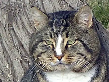 Дикие кошки - 3: любовь и свадьба