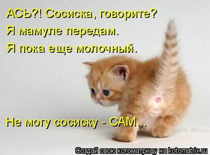 Лучшие котоматрицы недели