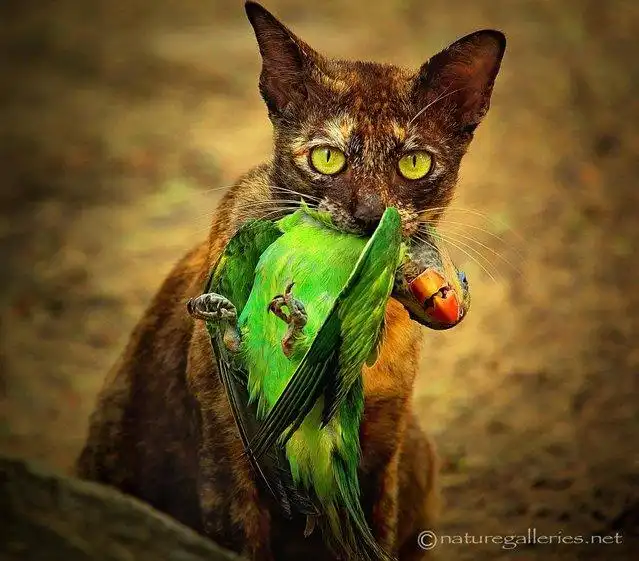 Фотографии дикой природы от Сомпоб Саси-Смита