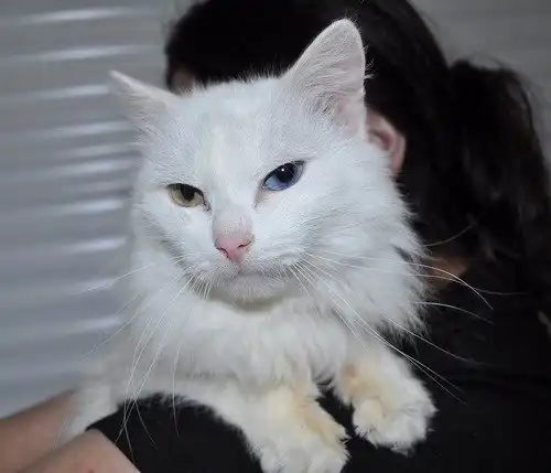 Отдам в хорошие руки котика Сударя