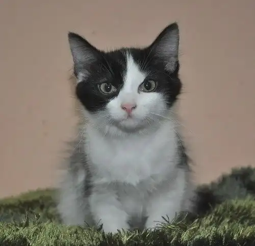 Отдам в хорошие руки котят