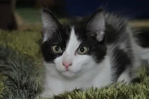 Отдам в хорошие руки котят