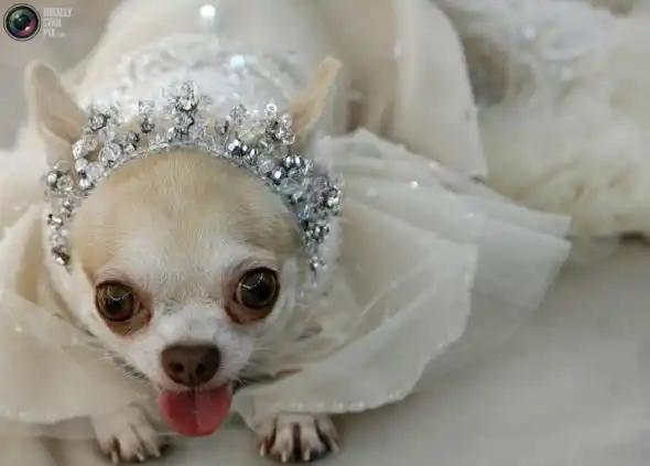 Стиляги на четырех лапах или мой хозяин идиот.