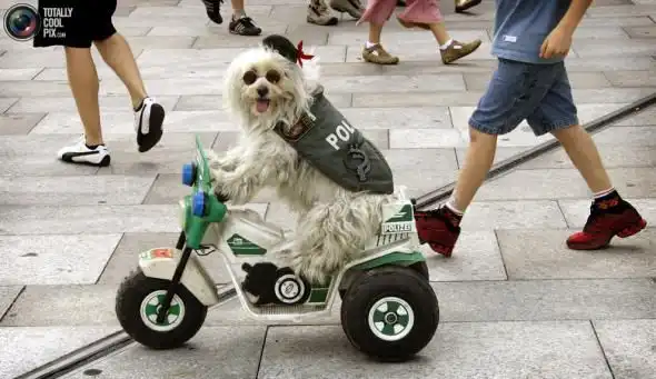 Стиляги на четырех лапах или мой хозяин идиот.