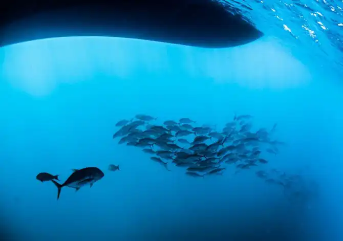 Подводная экскурсия по Австралийскому Большому Барьерному рифу