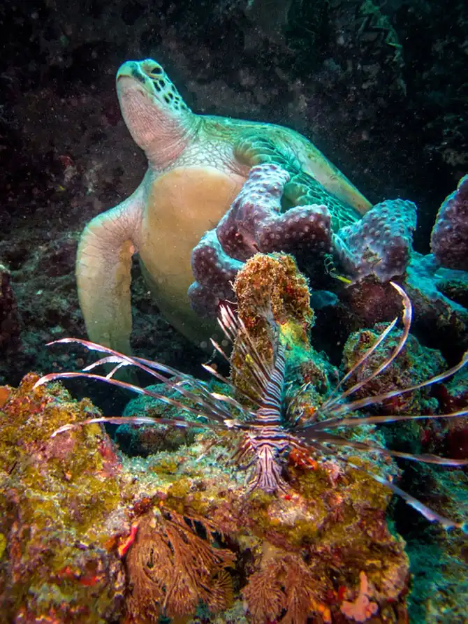 Подводная экскурсия по Австралийскому Большому Барьерному рифу