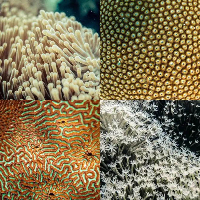 Подводная экскурсия по Австралийскому Большому Барьерному рифу