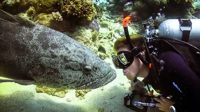 Подводная экскурсия по Австралийскому Большому Барьерному рифу