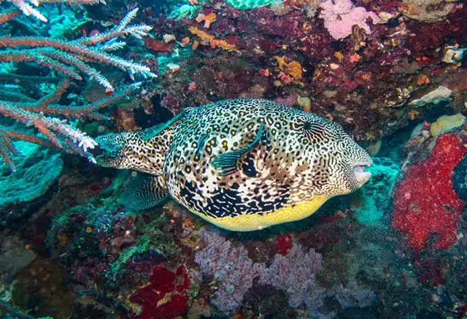 Подводная экскурсия по Австралийскому Большому Барьерному рифу