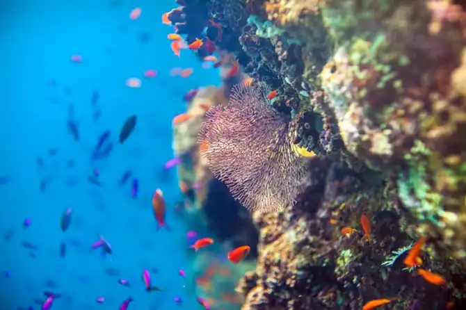 Подводная экскурсия по Австралийскому Большому Барьерному рифу