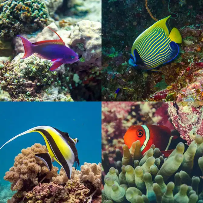 Подводная экскурсия по Австралийскому Большому Барьерному рифу