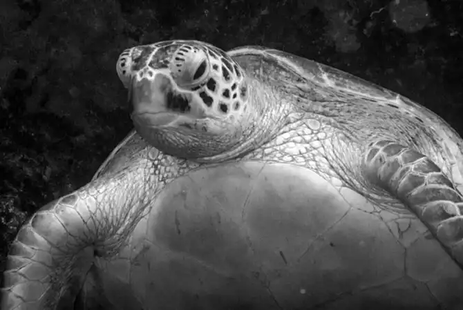 Подводная экскурсия по Австралийскому Большому Барьерному рифу