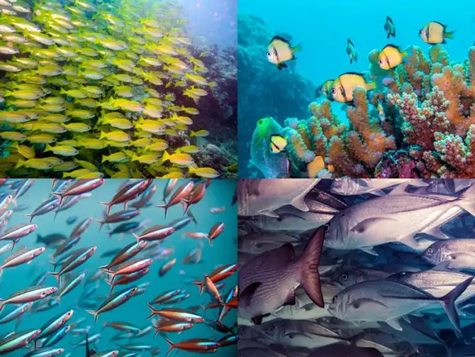 Подводная экскурсия по Австралийскому Большому Барьерному рифу