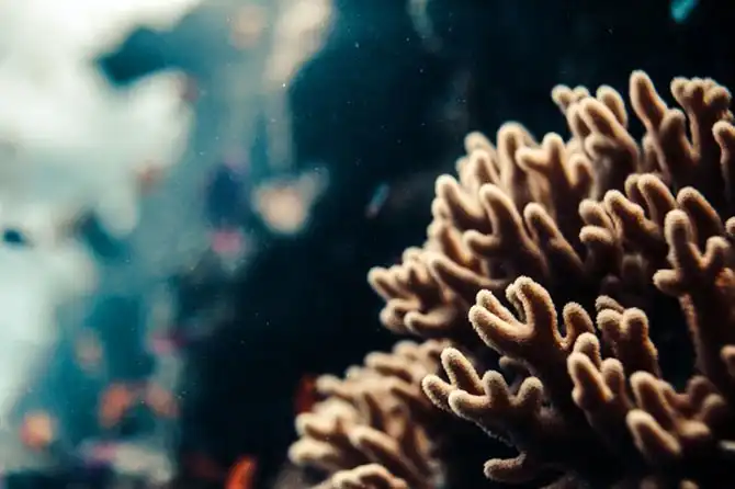 Подводная экскурсия по Австралийскому Большому Барьерному рифу