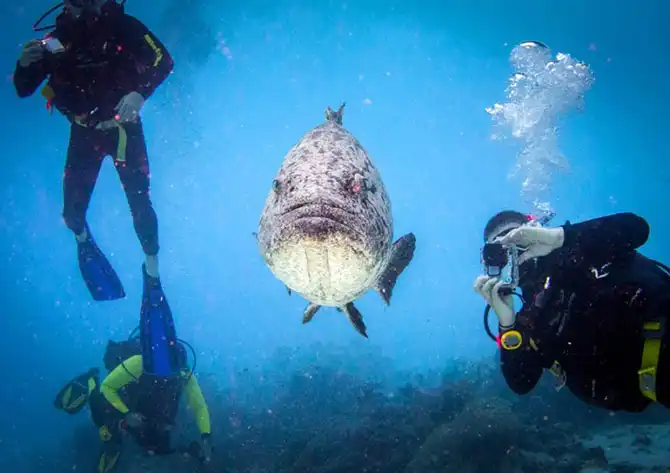 Подводная экскурсия по Австралийскому Большому Барьерному рифу