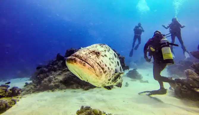 Подводная экскурсия по Австралийскому Большому Барьерному рифу