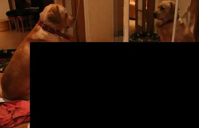 Если оставить собаку одну дома