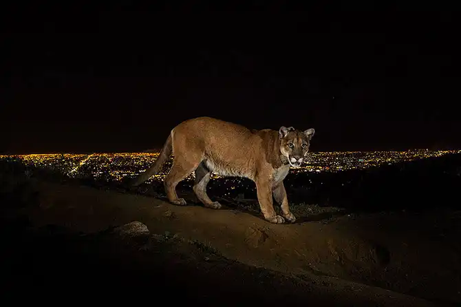 Лучшие фото престижного фотоконкурса World Press Photo 2014