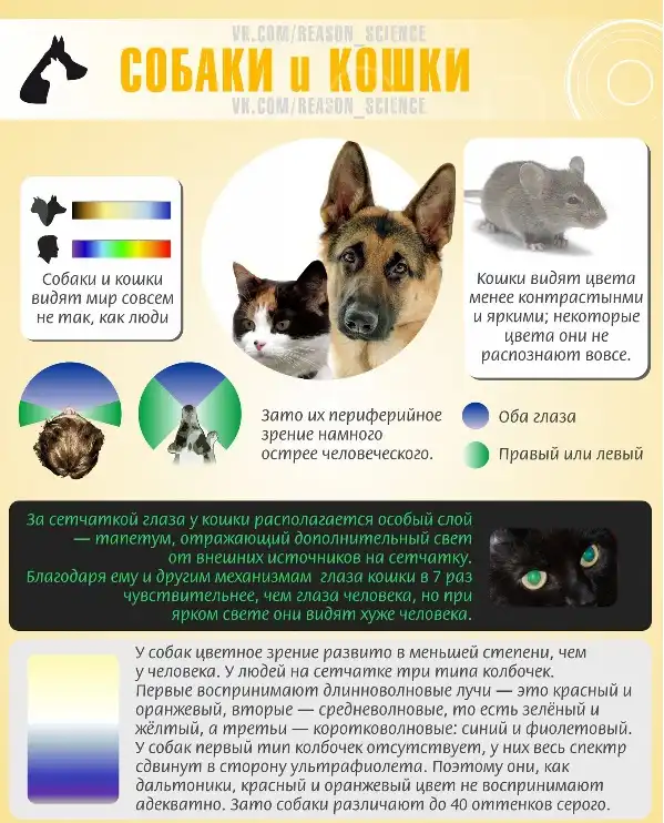 Как видят мир животные