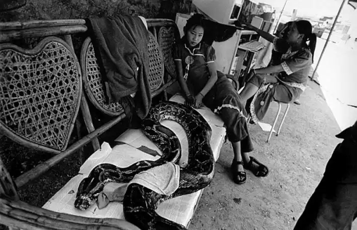 Контрабанда дикой природы