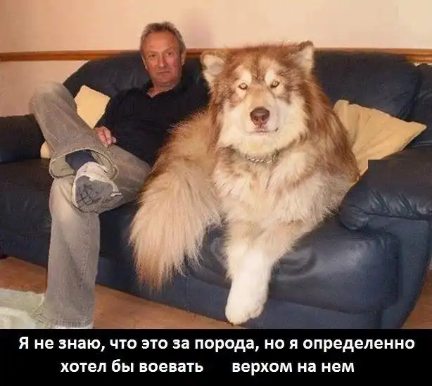 Разнообразная подборка =) Всем бобра!