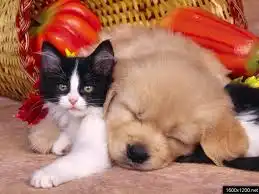 Раздача зверят: котят, щенков, взрослых кошек и собак