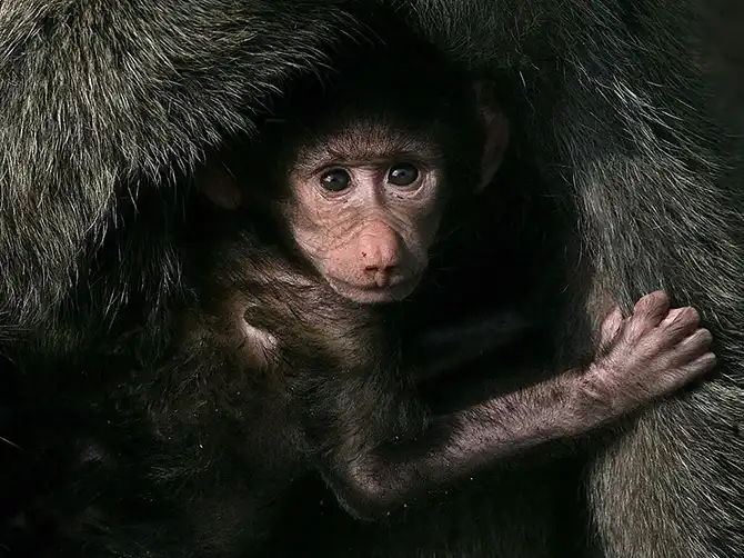 Лучшие фото National Geographic за февраль 2014