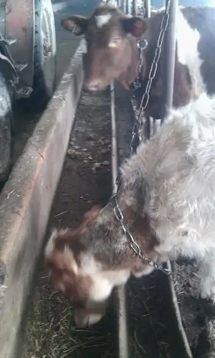 "Частный предприниматель" бросил помирать сельское хозяйство