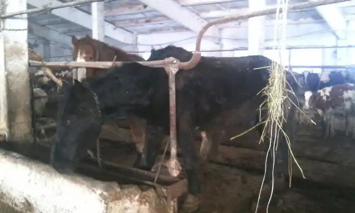 "Частный предприниматель" бросил помирать сельское хозяйство