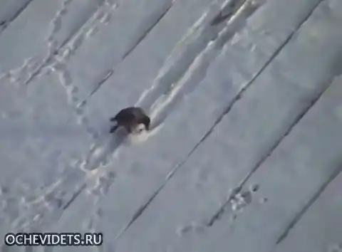 Еще одна умная ворона.