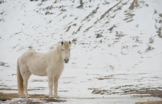 Знакомство с исландскими лошадками