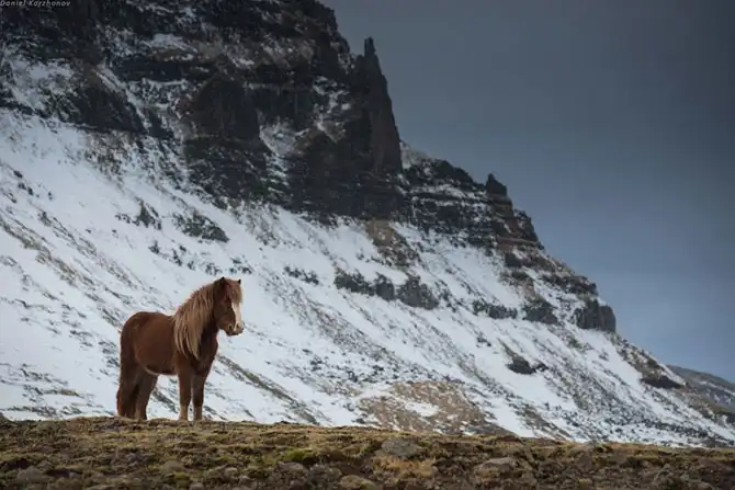 Знакомство с исландскими лошадками
