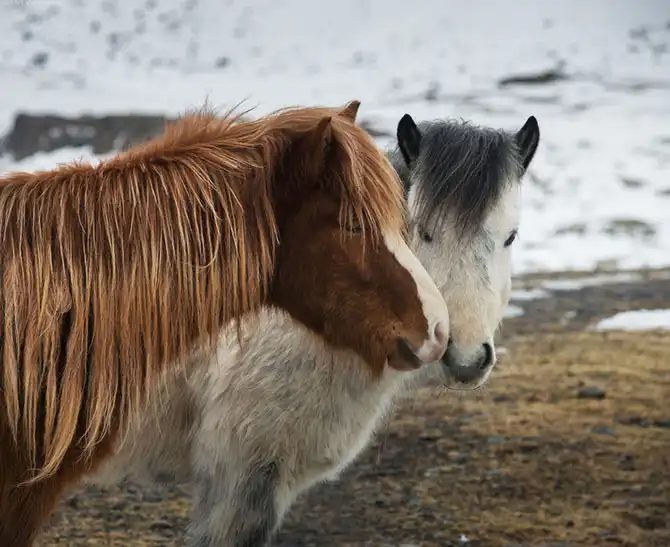 Знакомство с исландскими лошадками
