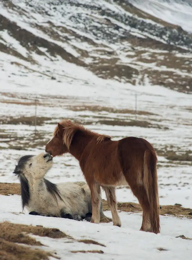 Знакомство с исландскими лошадками